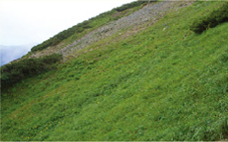 シカによる高山植物への影響